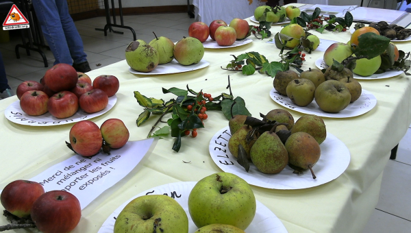 Grande tablée exposant de nombreuses variétés de pommes locales.