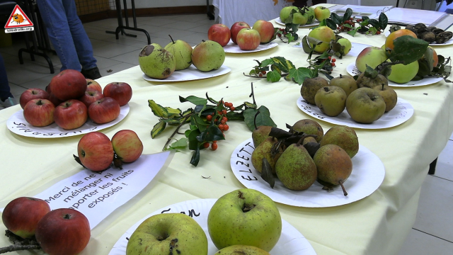 Grande tablée exposant de nombreuses variétés de pommes locales.