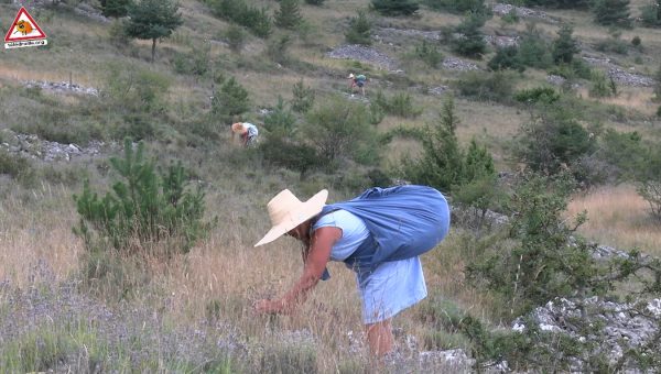 trois cueilleuses de lavande dans un vaste espace du causse méjean